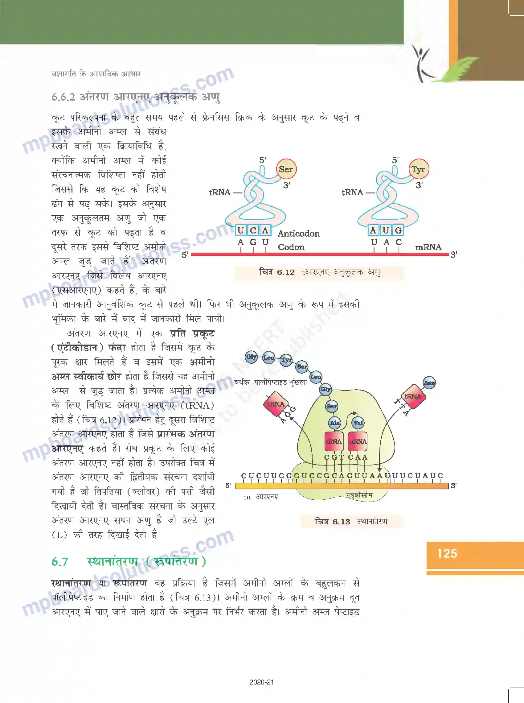 MP Board Book for Class 12 Biology वंशागति के आणविक आधार Image 21