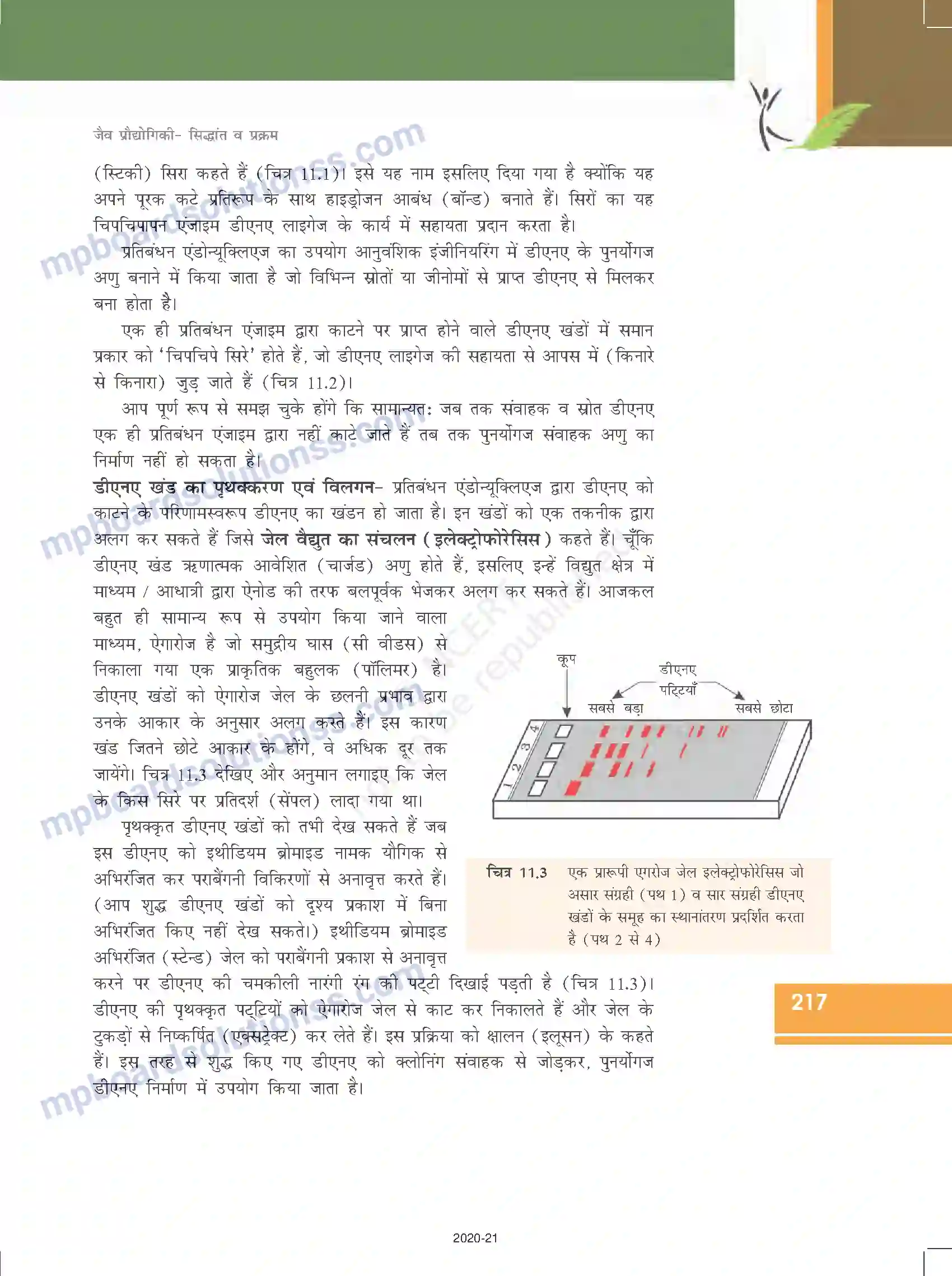 MP Board Book for Class 12 Biology जैव प्रौद्योगिकी-सिद्धांत व प्रक्रम Image 8