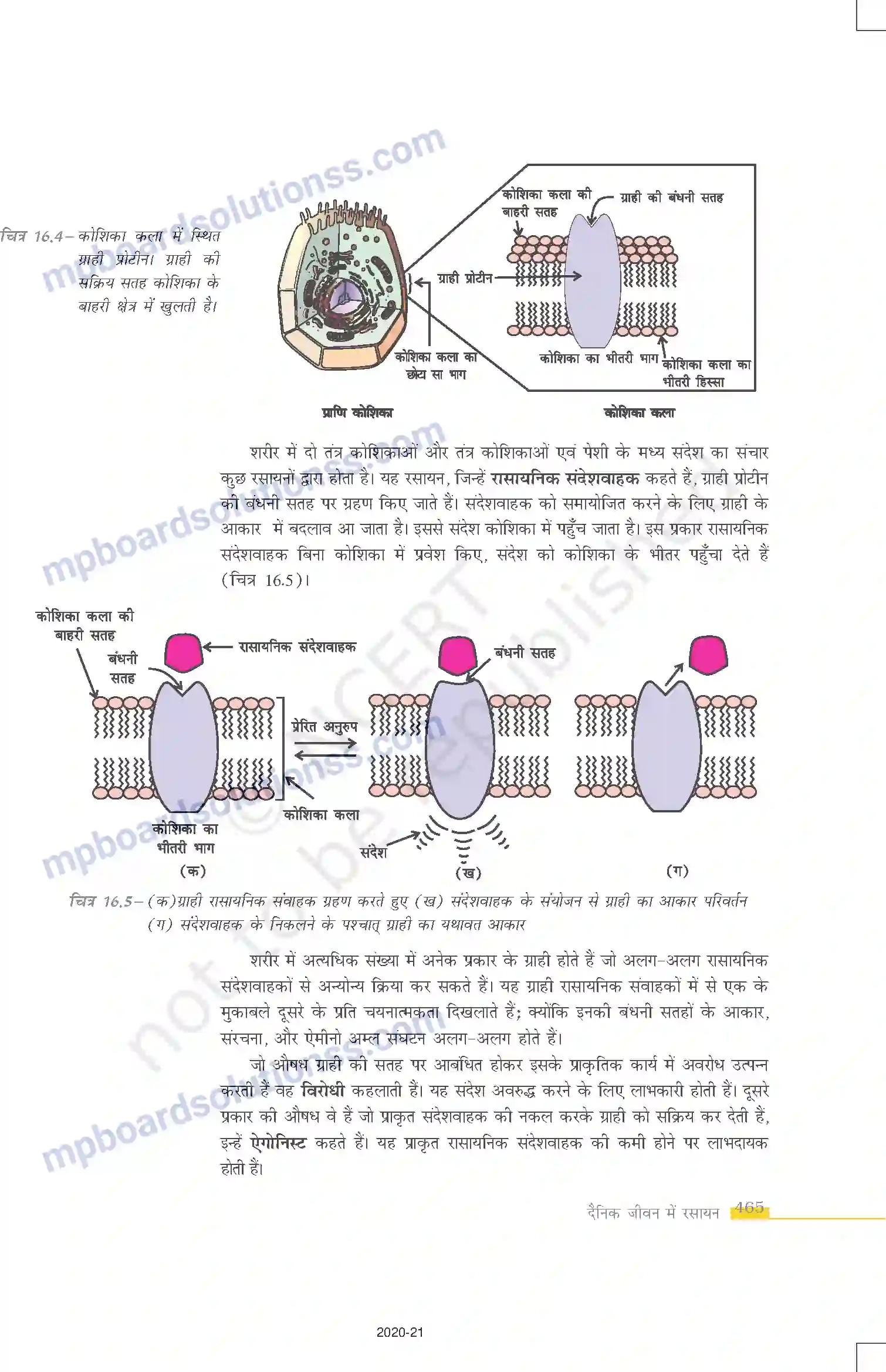 MP Board Book for Class 12 Chemistry दैनिक जीवन में रसायन Image 4