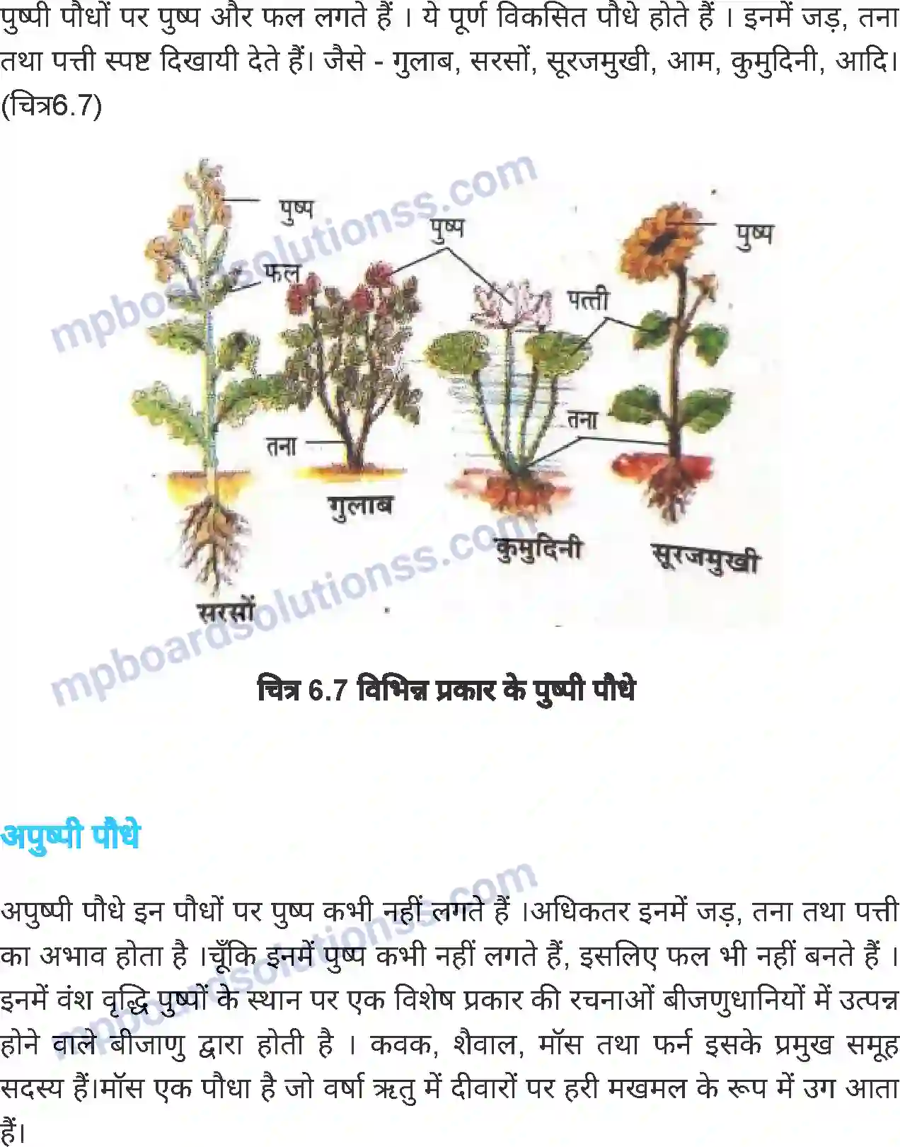 MP Board Book for Class 6 Science जीव जगत Image 13