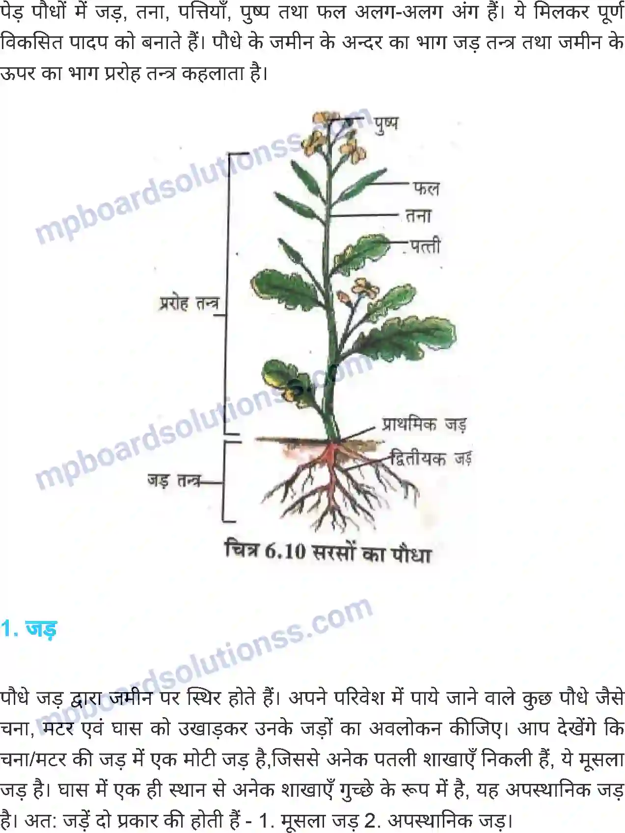 MP Board Book for Class 6 Science जीव जगत Image 16