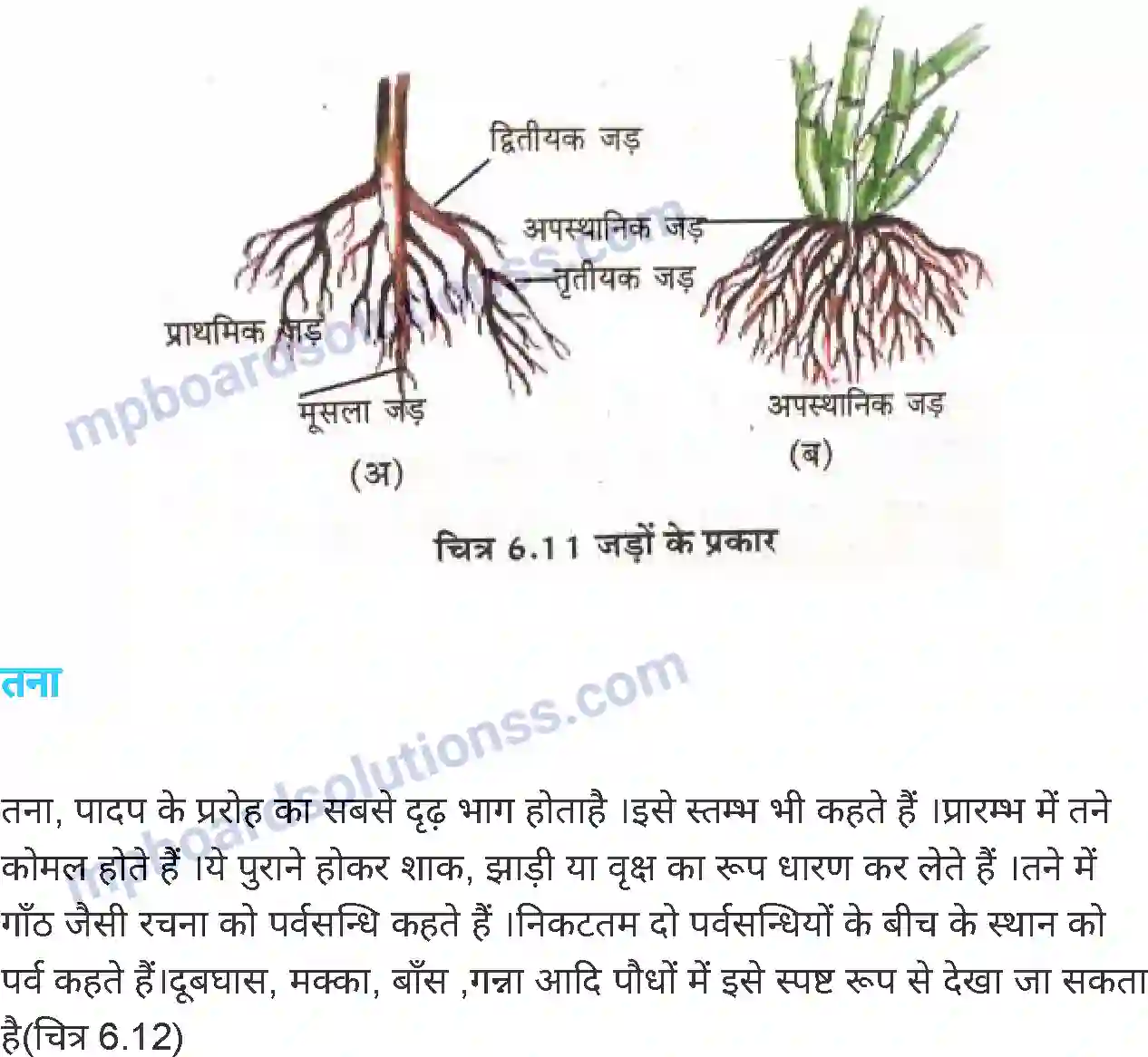 MP Board Book for Class 6 Science जीव जगत Image 17
