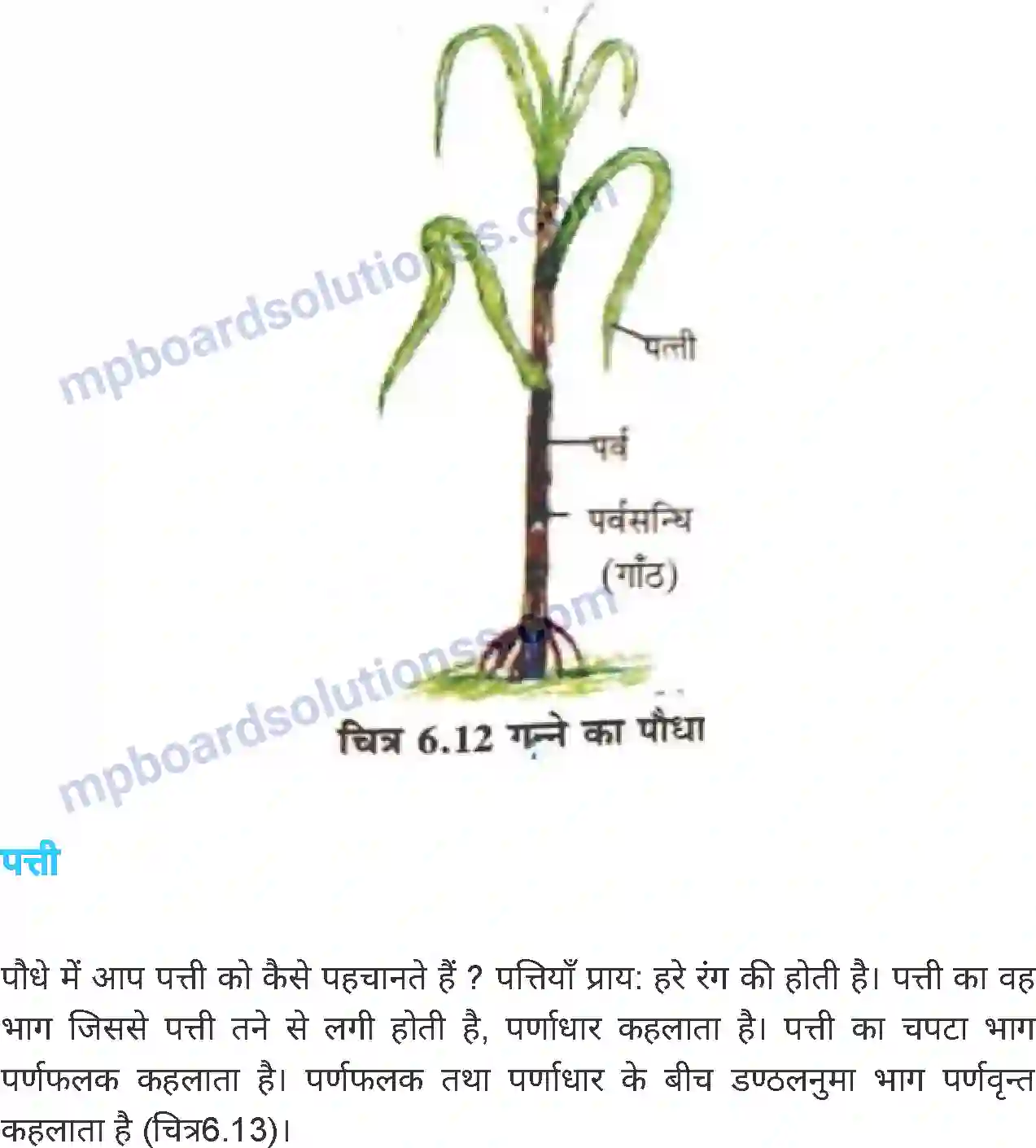 MP Board Book for Class 6 Science जीव जगत Image 18