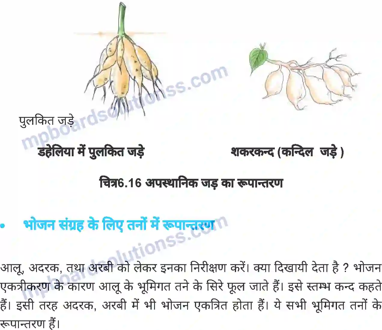 MP Board Book for Class 6 Science जीव जगत Image 22