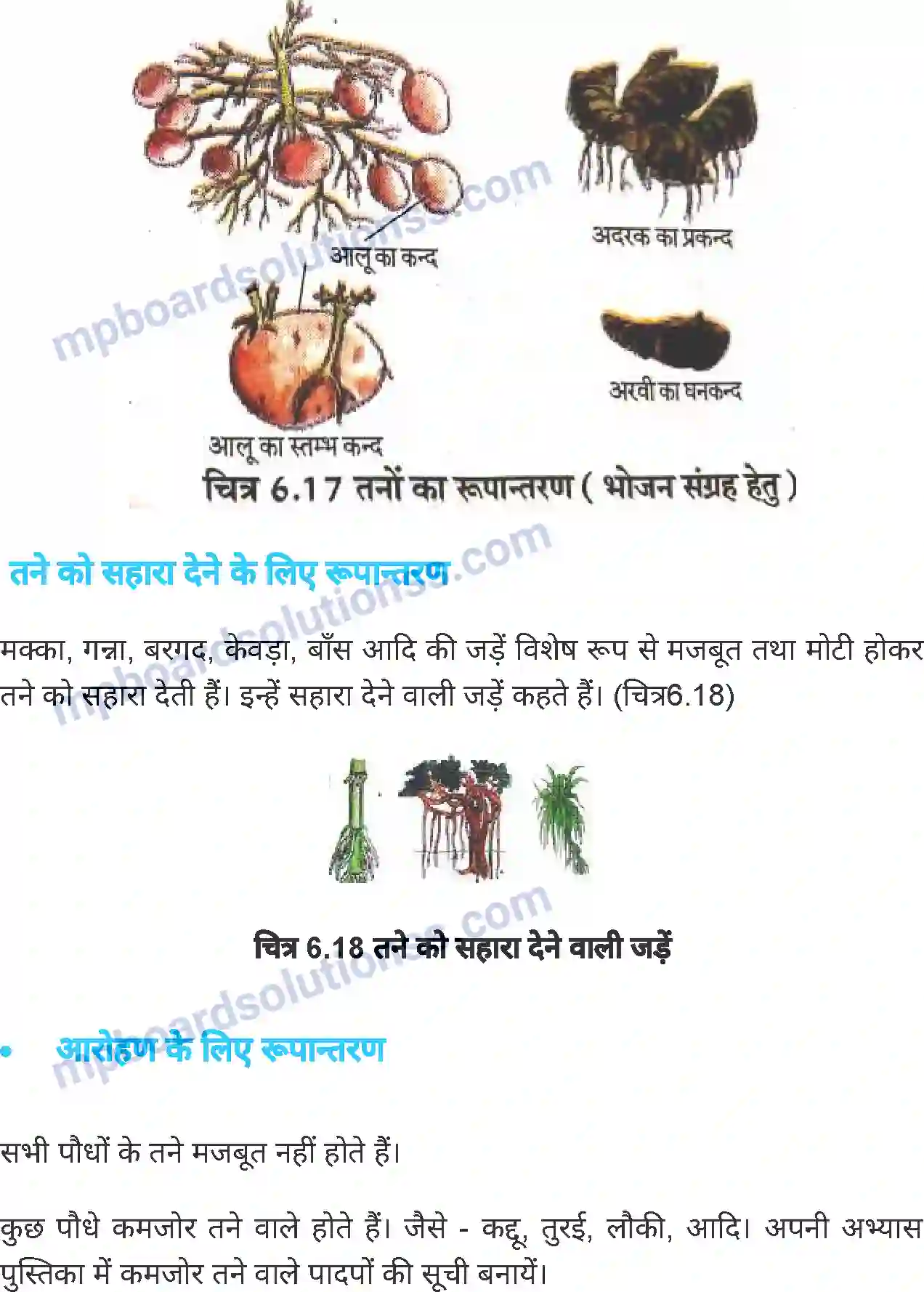 MP Board Book for Class 6 Science जीव जगत Image 23
