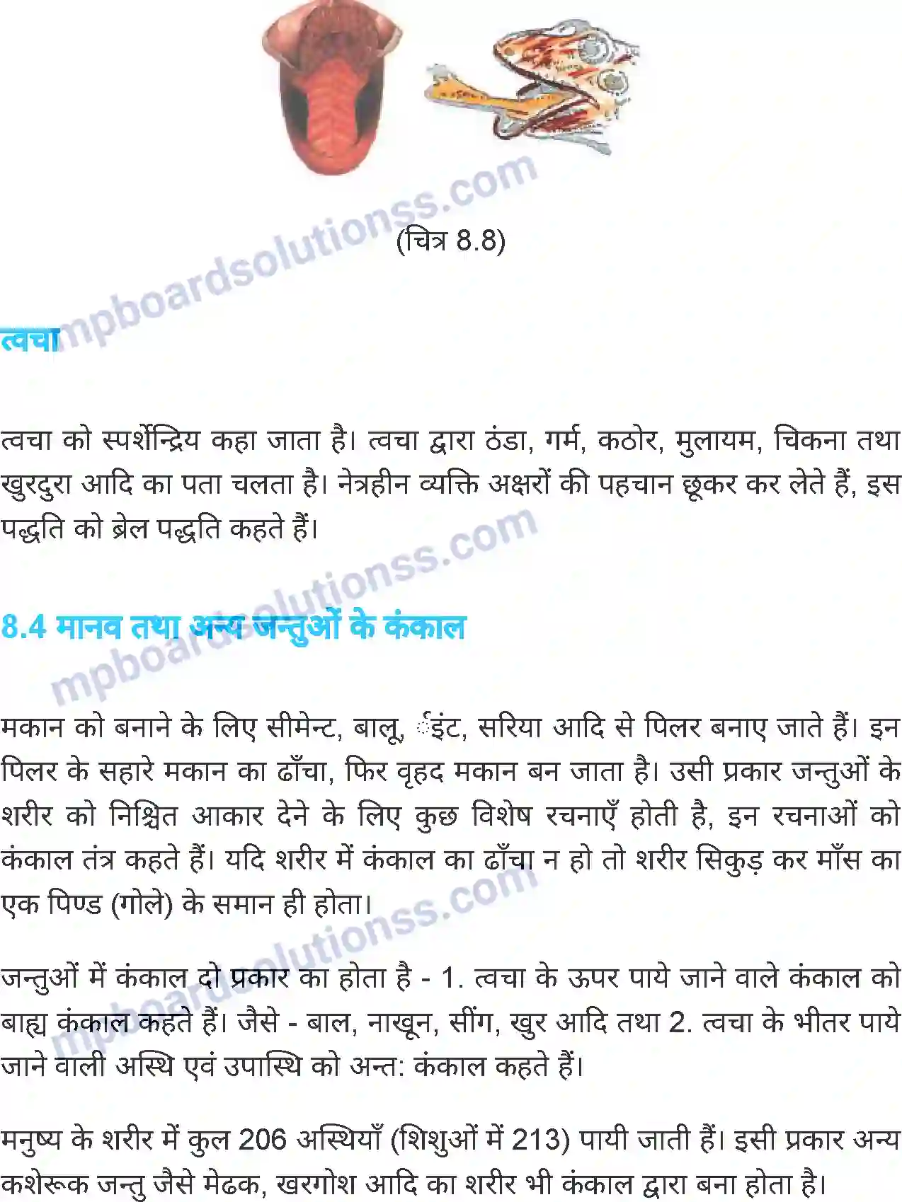 MP Board Book for Class 6 Science जंतु की संरचना व कार्य Image 14