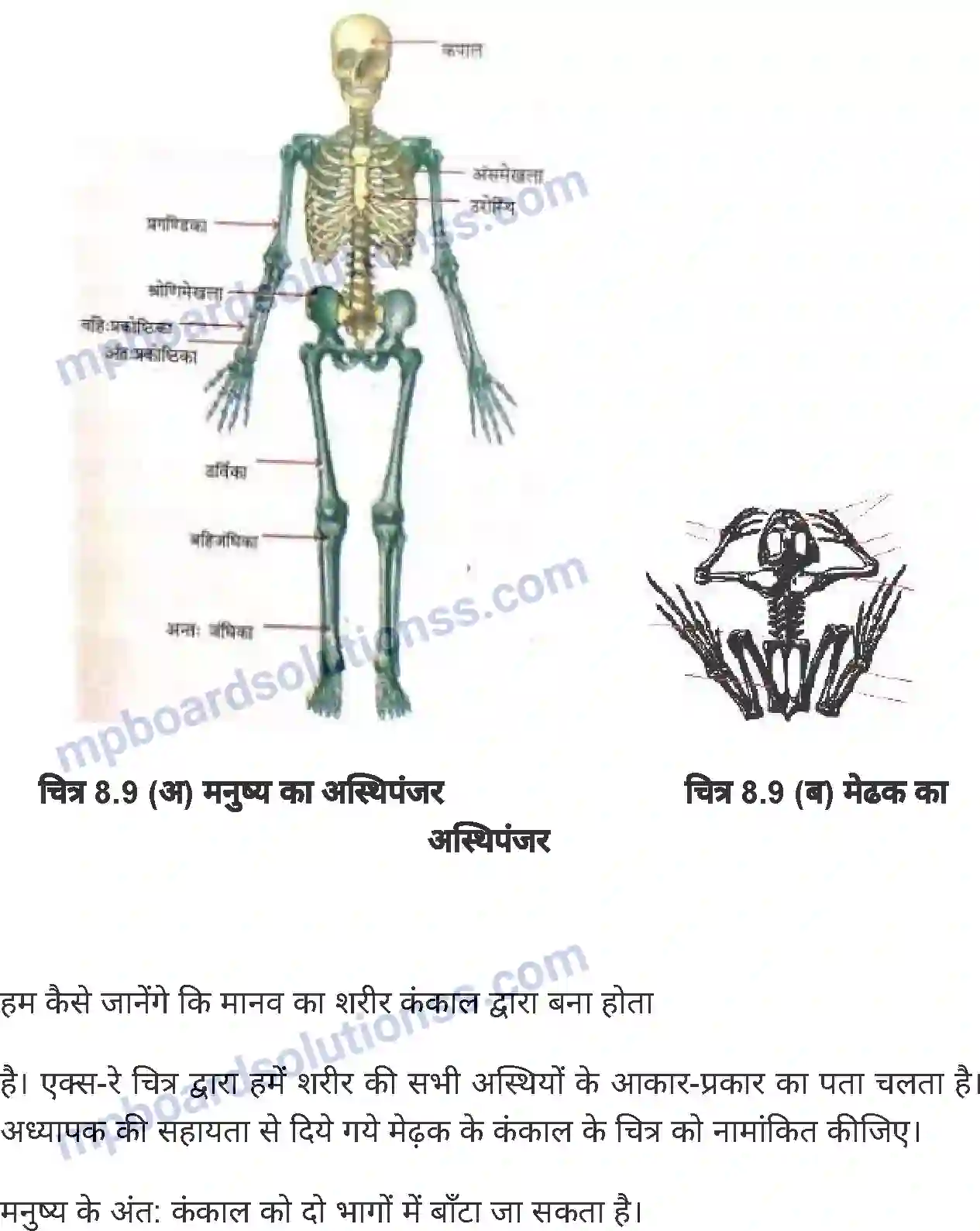 MP Board Book for Class 6 Science जंतु की संरचना व कार्य Image 15