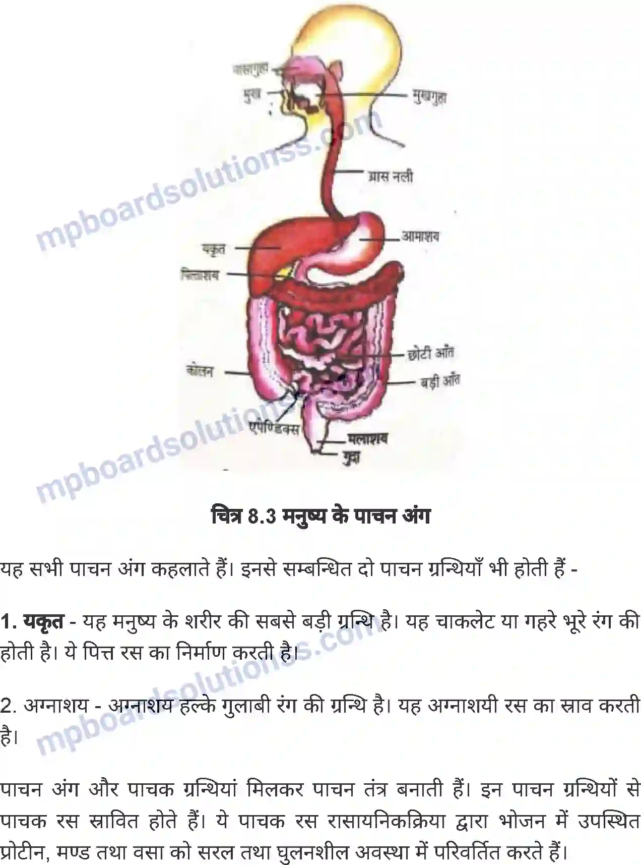 MP Board Book for Class 6 Science जंतु की संरचना व कार्य Image 5