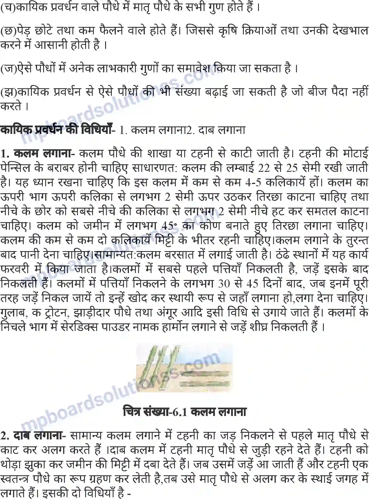 MP Board Book for Class 7 Agriculture बागवानी एवं वृक्षारोपण Image 5