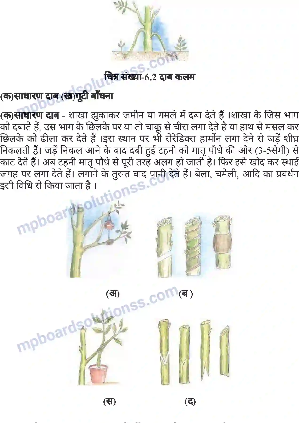MP Board Book for Class 7 Agriculture बागवानी एवं वृक्षारोपण Image 6