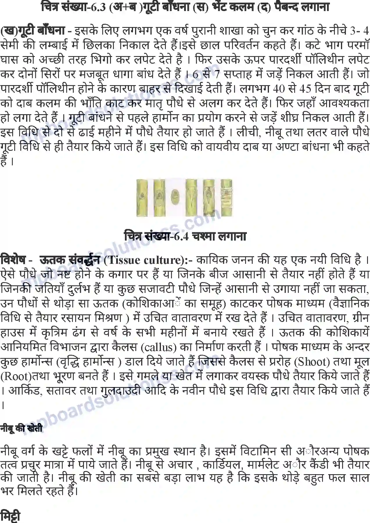 MP Board Book for Class 7 Agriculture बागवानी एवं वृक्षारोपण Image 7