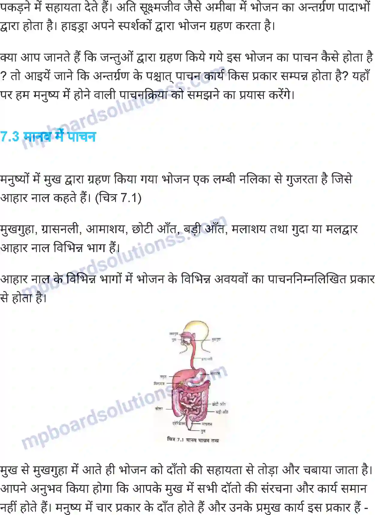 MP Board Book for Class 7 Science जंतुओं में पोषण Image 3