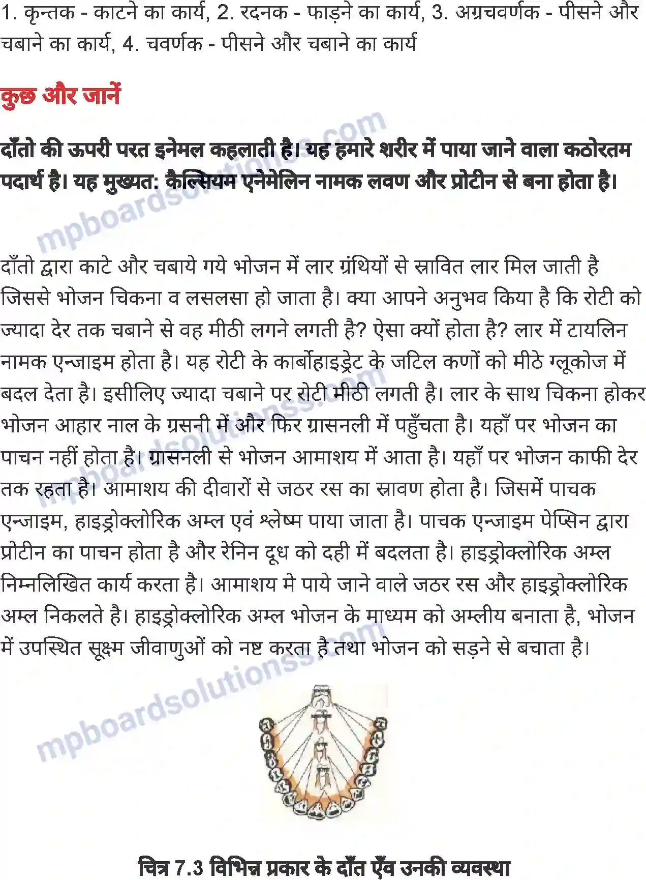 MP Board Book for Class 7 Science जंतुओं में पोषण Image 4