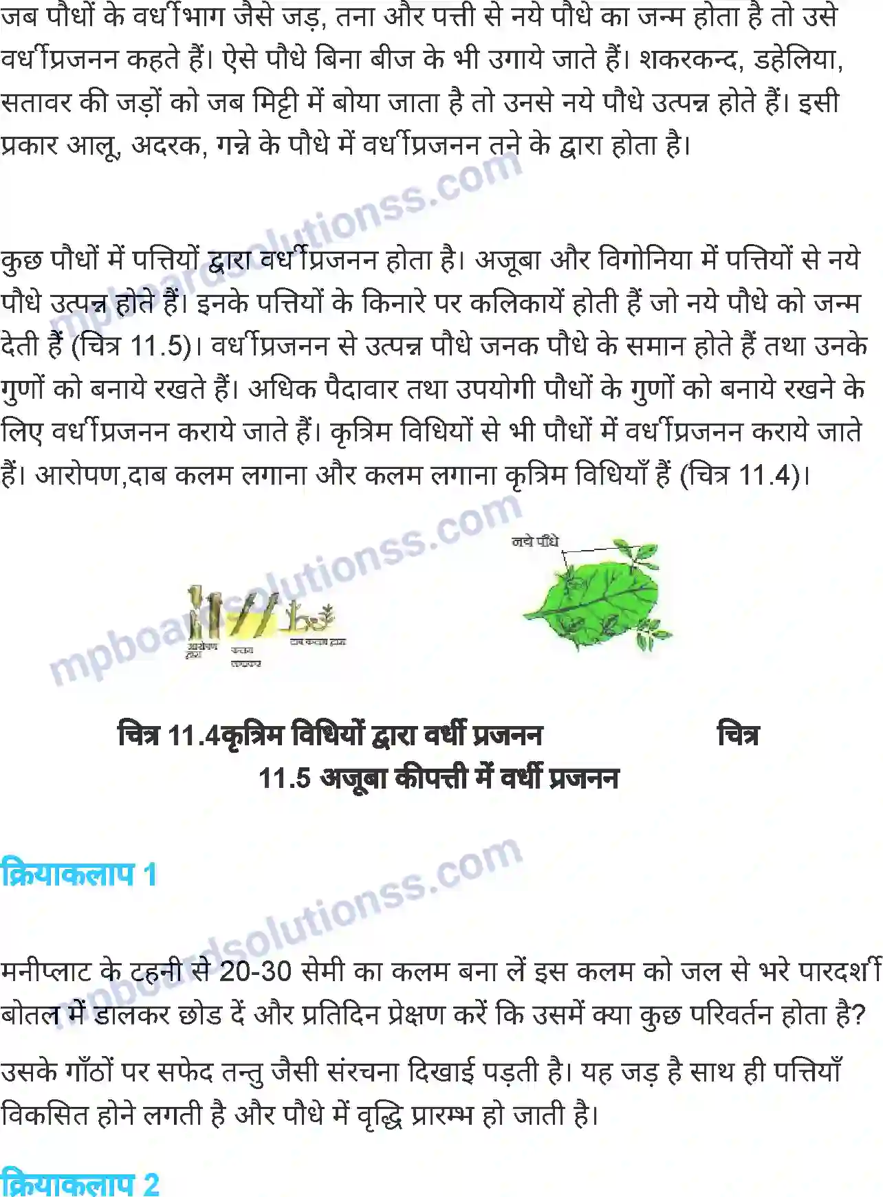 MP Board Book for Class 7 Science पौधों में जनन Image 4