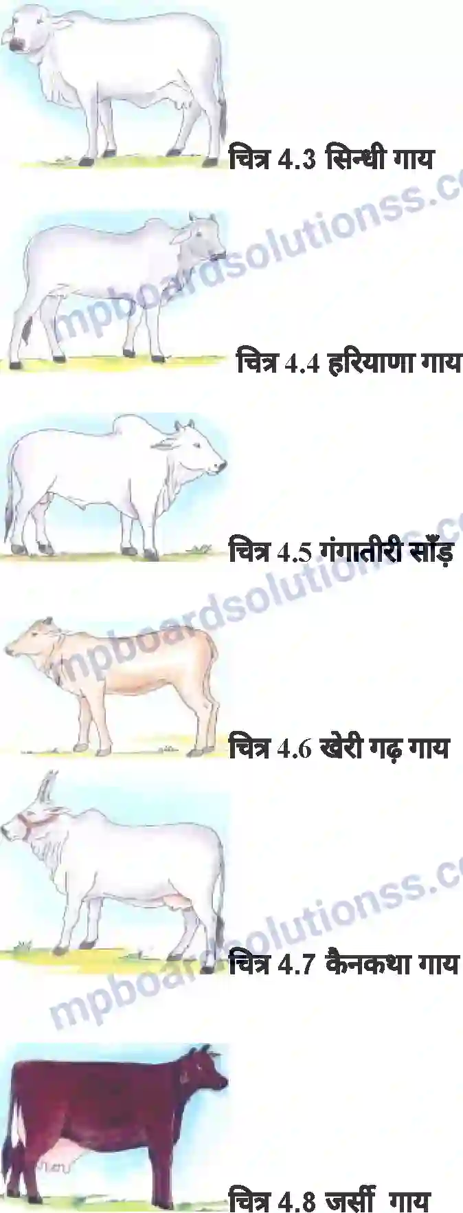 MP Board Book for Class 8 Agriculture पशुपालन Image 18