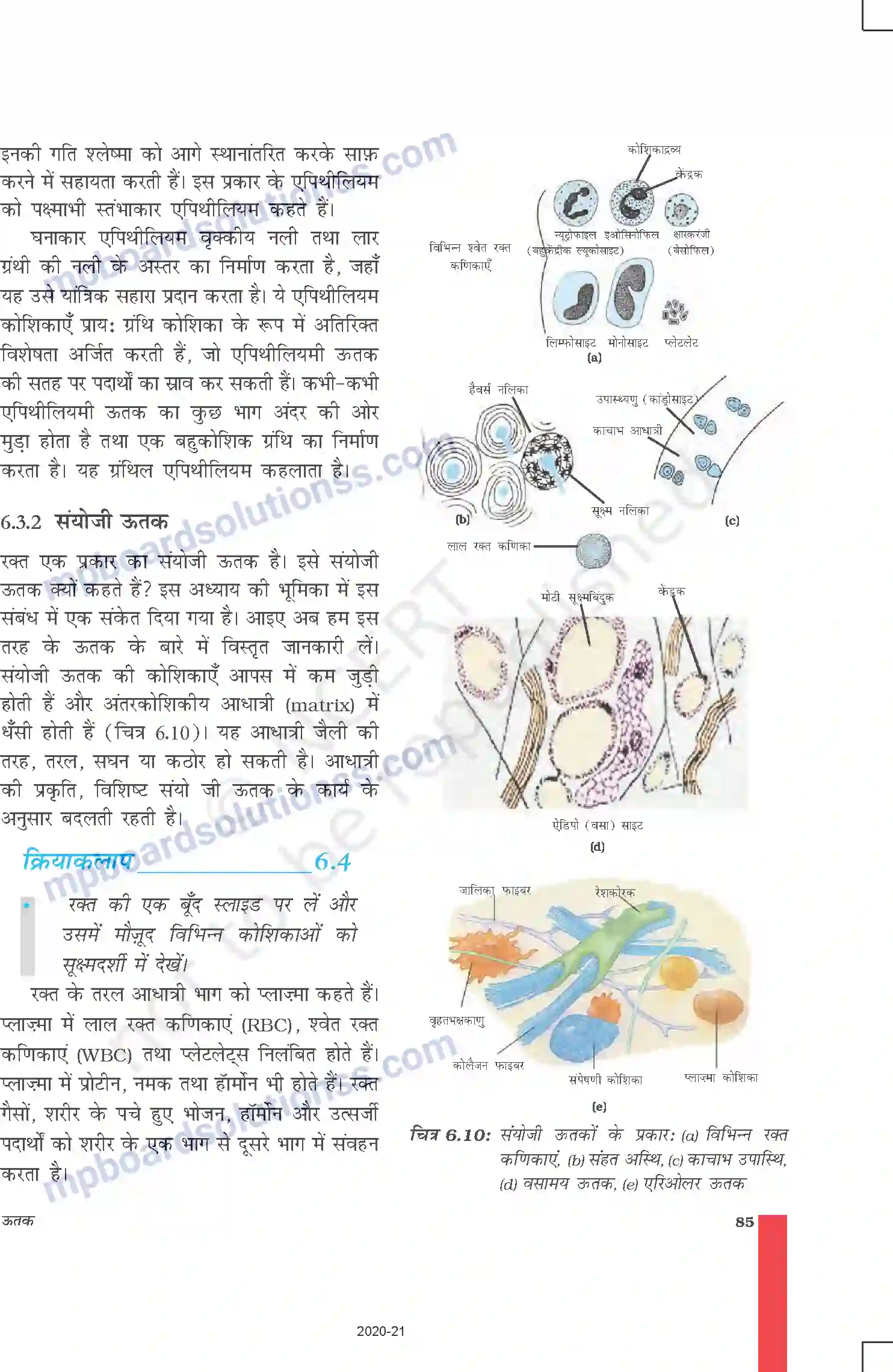 MP Board Book for Class 9 Science ऊतक Image 10