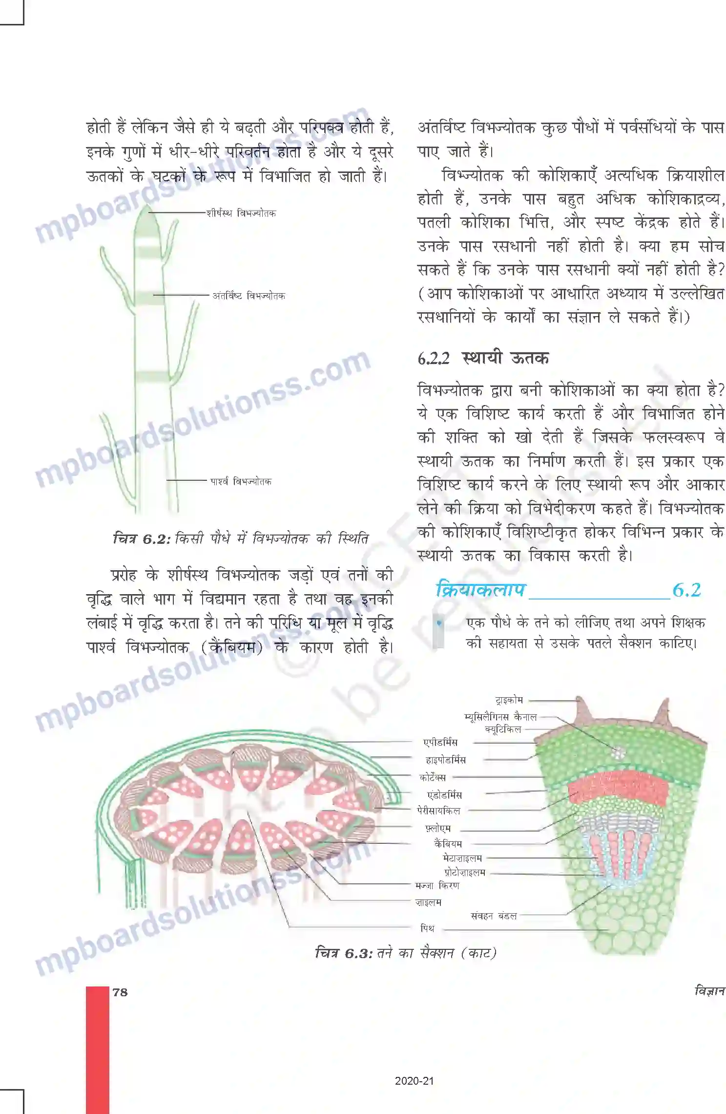 MP Board Book for Class 9 Science ऊतक Image 3