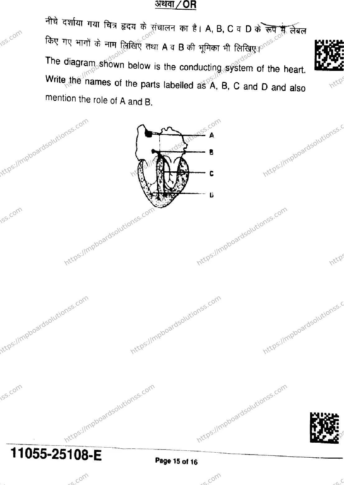 MP Board Class 11 Biology-326932 Final Paper 2025 Image 15
