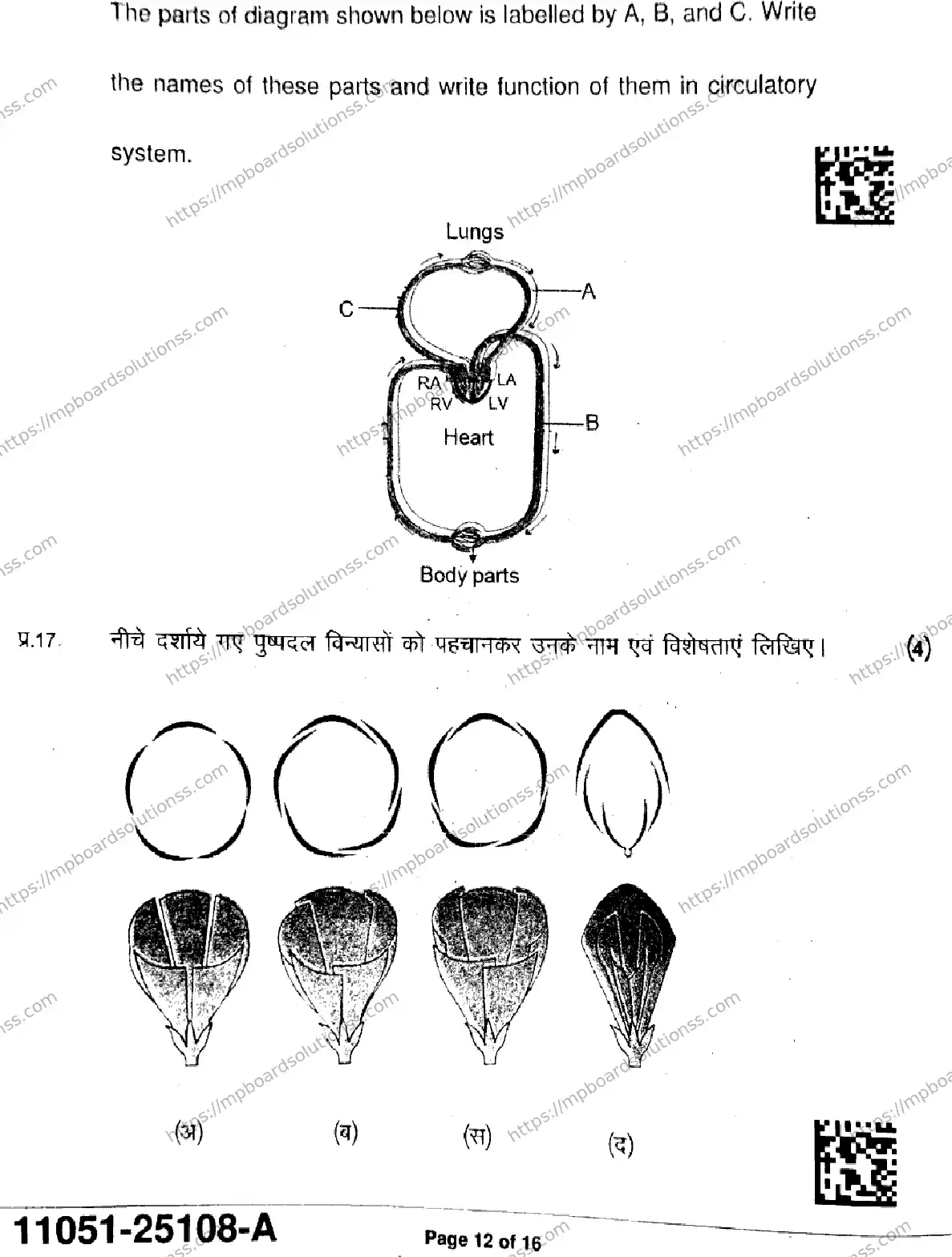 MP Board Class 11 Biology-935792 Final Paper 2025 Image 12
