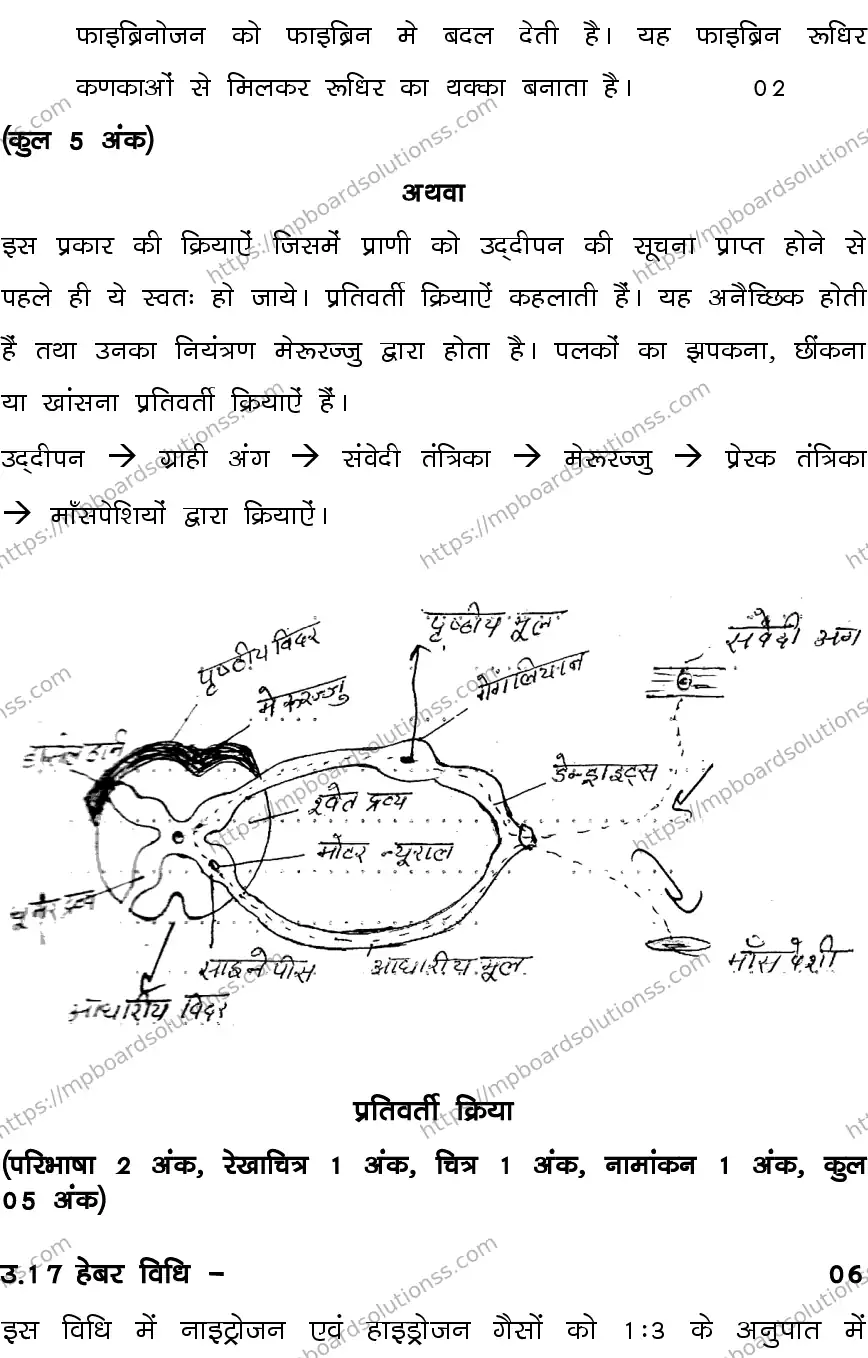 MP Board CLASS 10 SCIENCE-SET-3-3 0022 Sample Paper Image 21