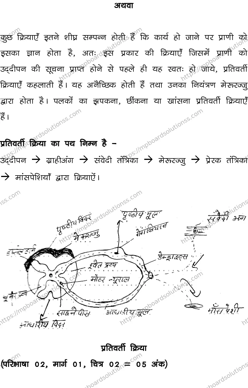 MP Board CLASS 10 SCIENCE-SET-4-3 0023 Sample Paper Image 19