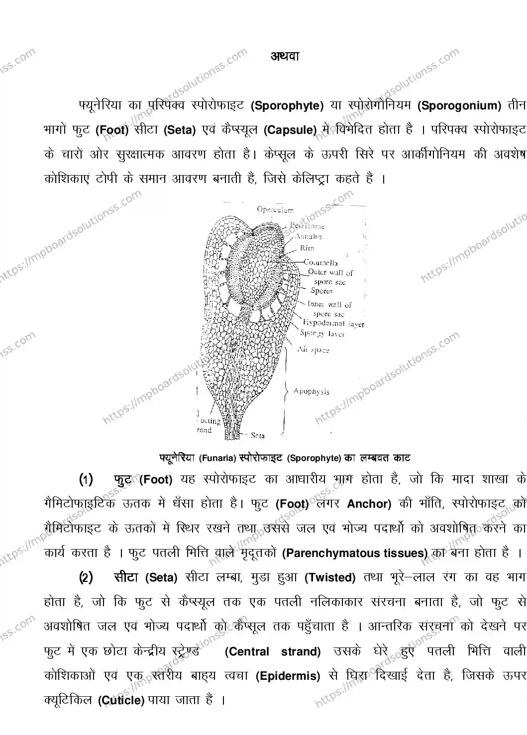MP Board CLASS 11 BIOLOGY 2018 Sample Paper Image 28