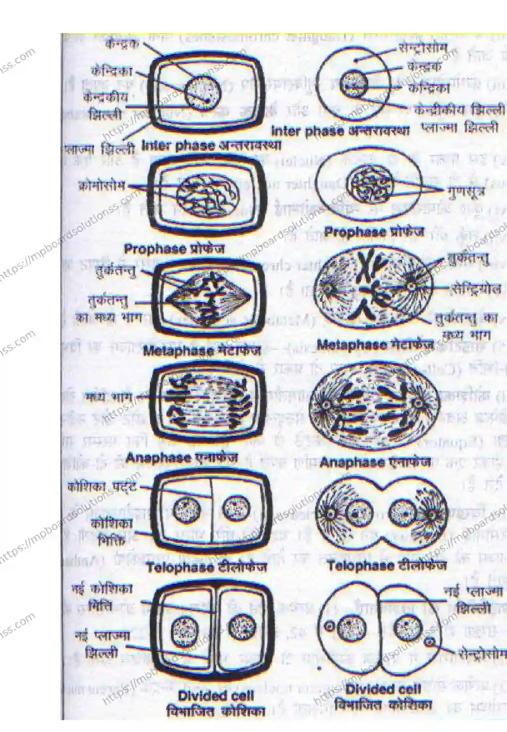 MP Board CLASS 11 ELEMENT-OF-SCIENCE 2018 Sample Paper Image 14