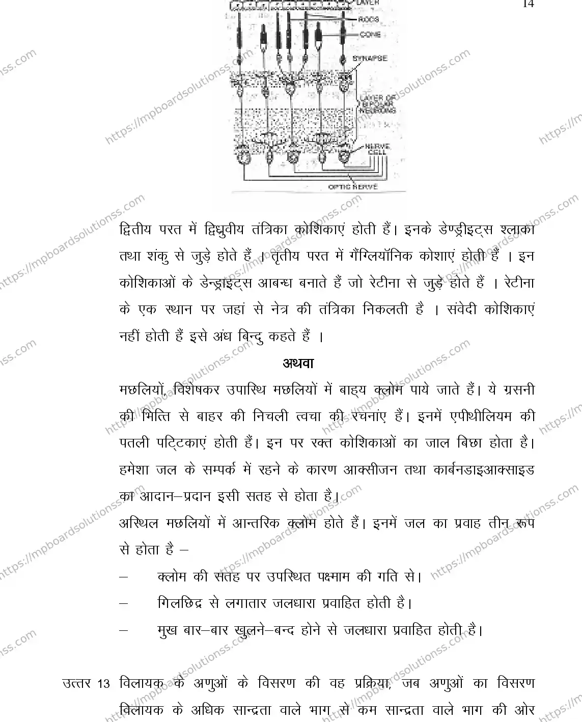MP Board Class 12 BIOLOGY-356558 2018 Sample Paper Image 14