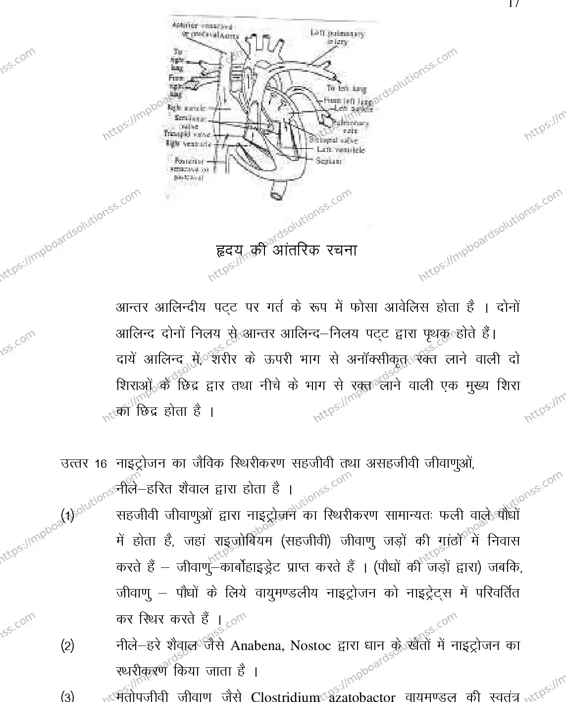 MP Board Class 12 BIOLOGY-356558 2018 Sample Paper Image 17