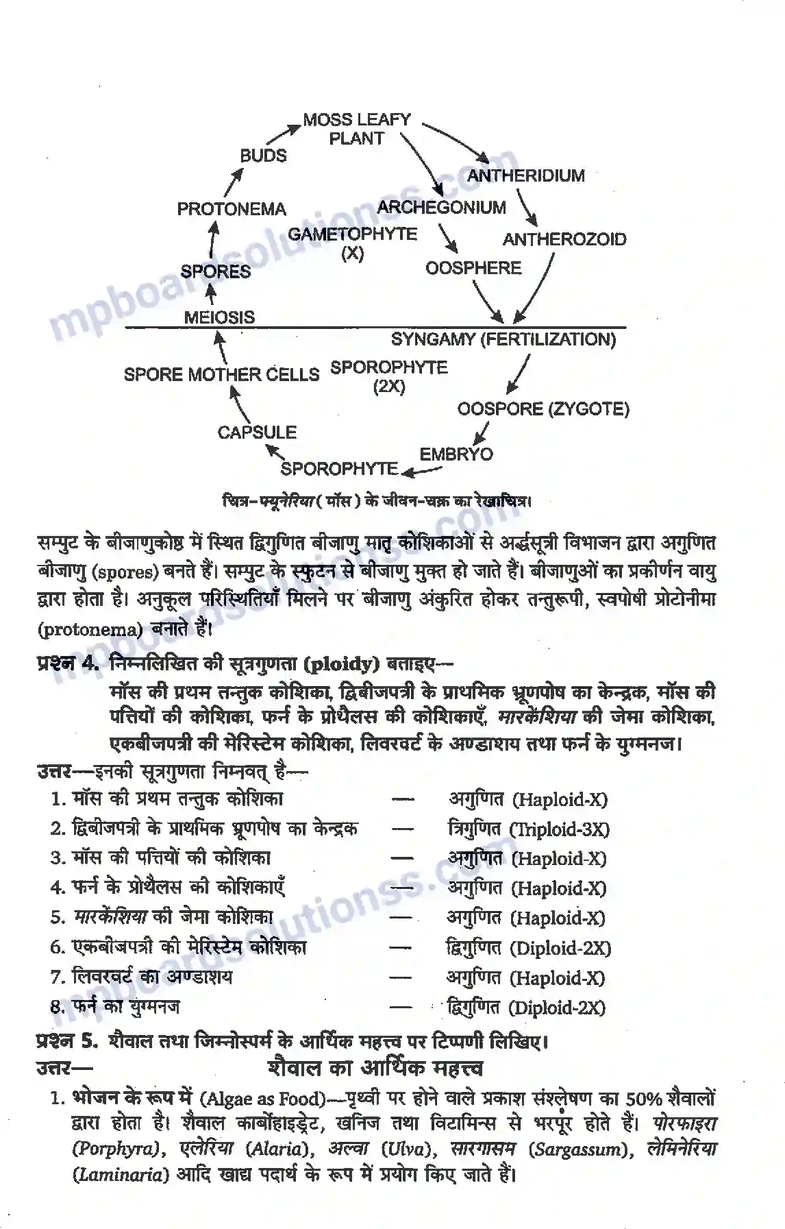 MP Board Book for Class 11 Biology वनस्पति जगत Image 2
