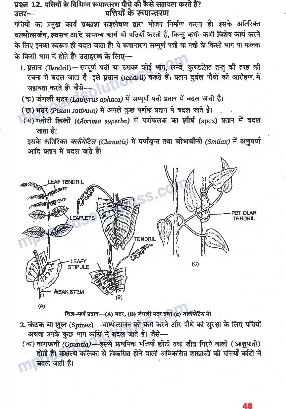 MP Board Book for Class 11 Biology पुष्पी पादपों की आकारिकी Image 18