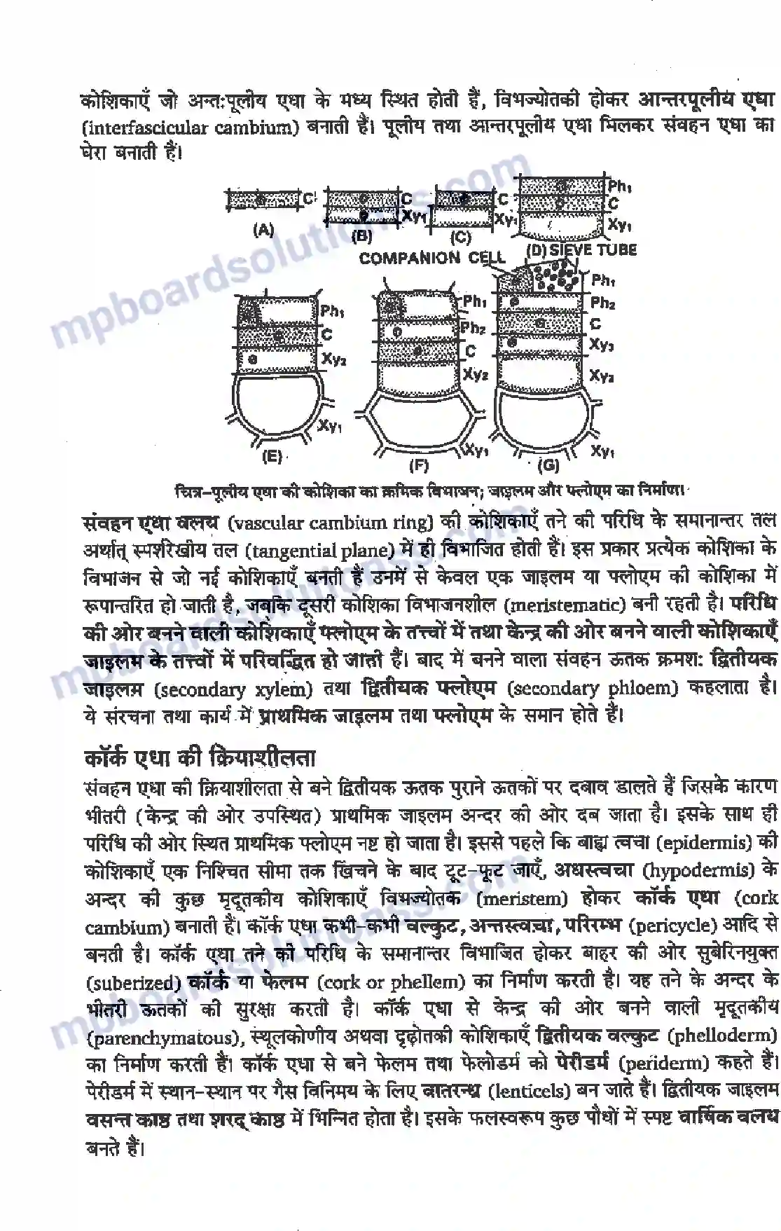 MP Board Book for Class 11 Biology पुष्पी पादपों का शारीर Image 2