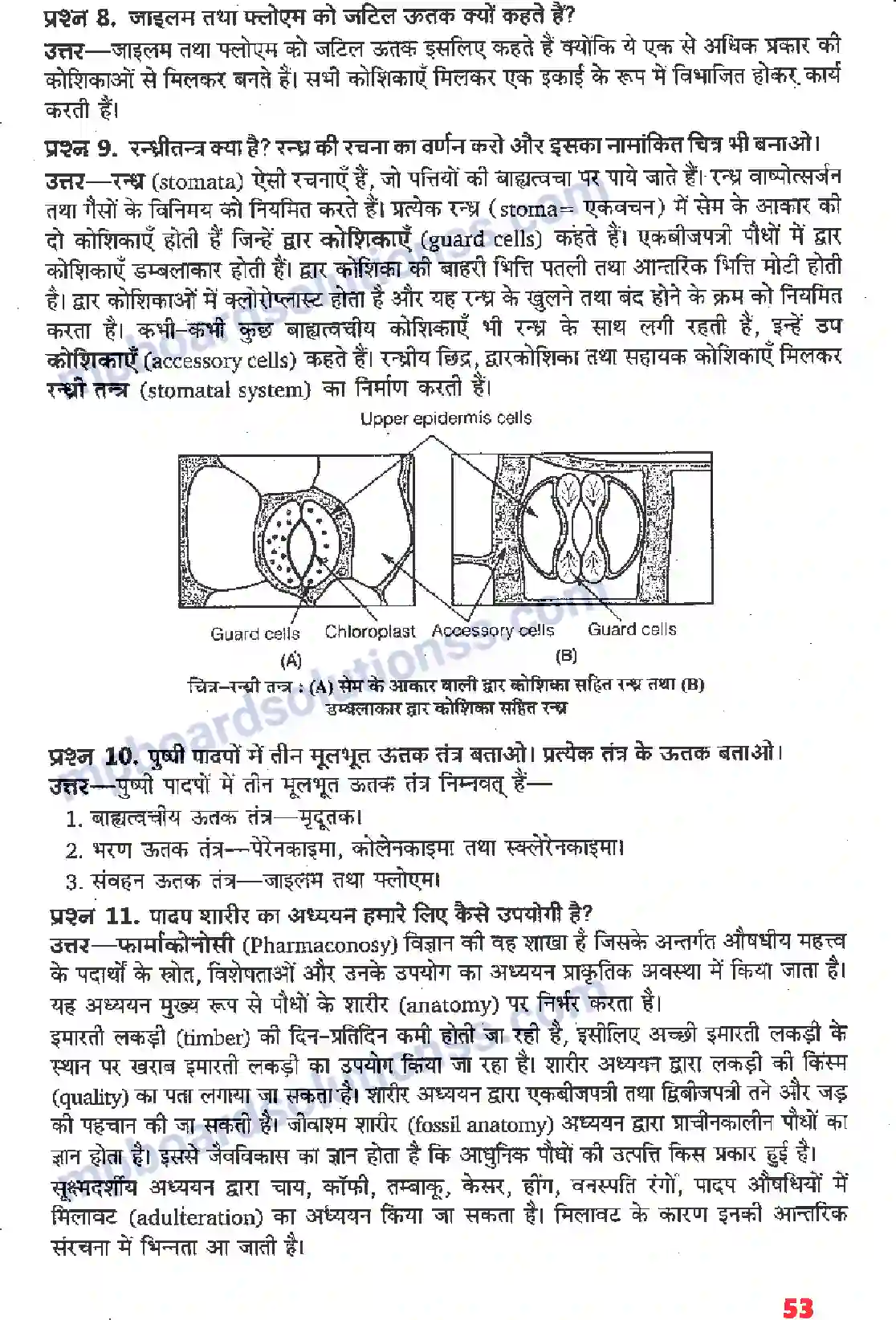 MP Board Book for Class 11 Biology पुष्पी पादपों का शारीर Image 7