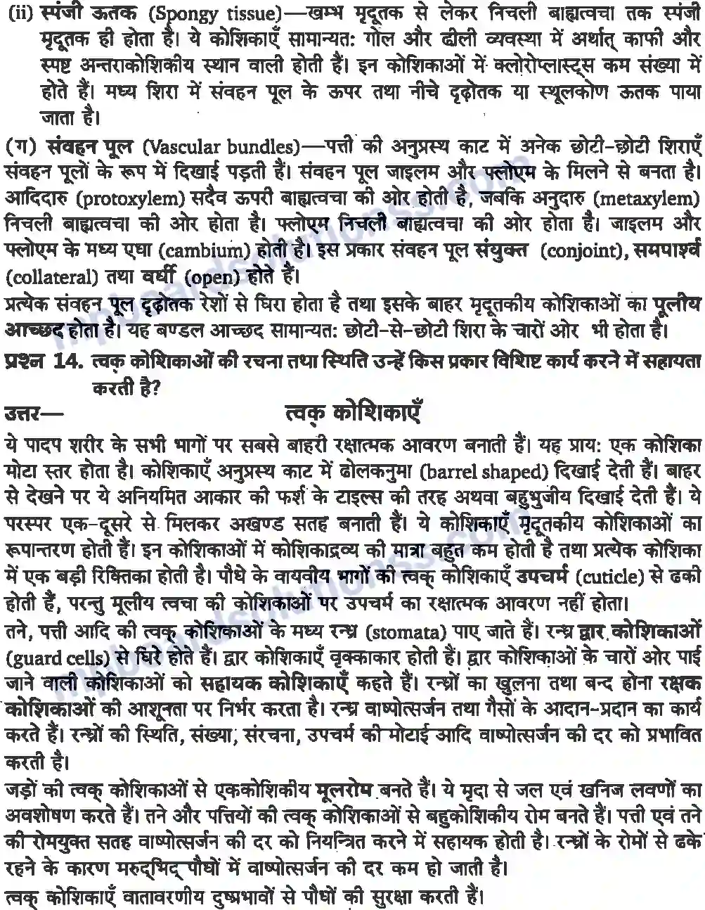 MP Board Book for Class 11 Biology पुष्पी पादपों का शारीर Image 9