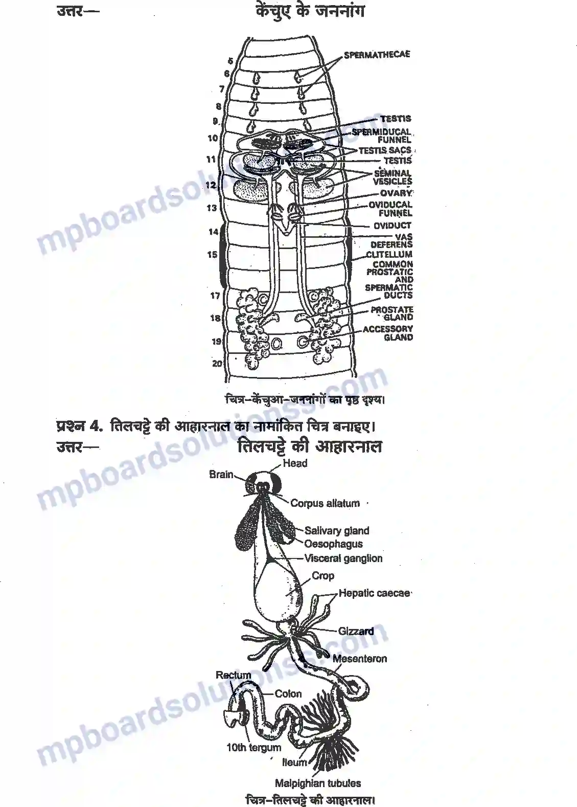 MP Board Book for Class 11 Biology प्राणियों में संरचनात्मक संगठन Image 2