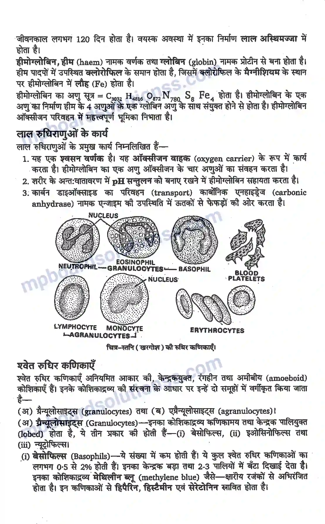 MP Board Book for Class 11 Biology प्राणियों में संरचनात्मक संगठन Image 4