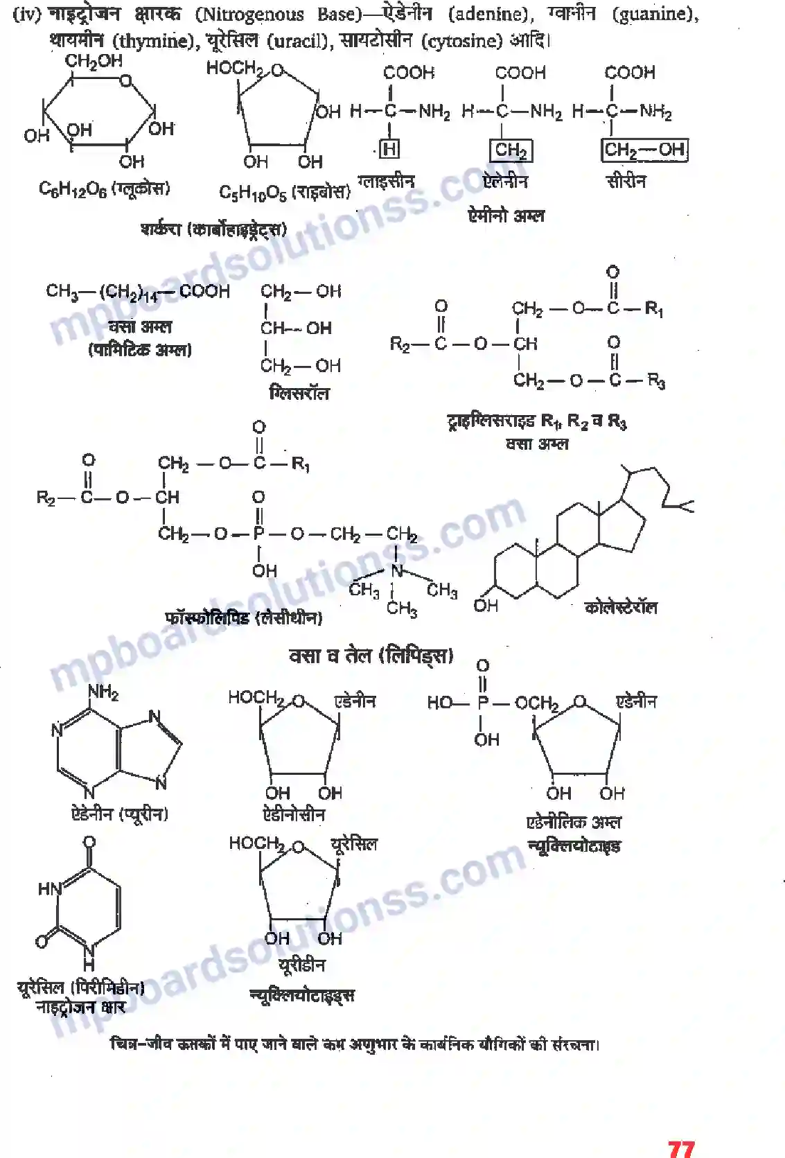 MP Board Book for Class 11 Biology जैव अणु Image 2