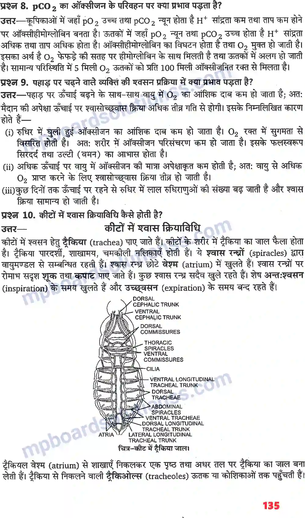 MP Board Book for Class 11 Biology श्वसन और गैसों का विनिमय Image 5