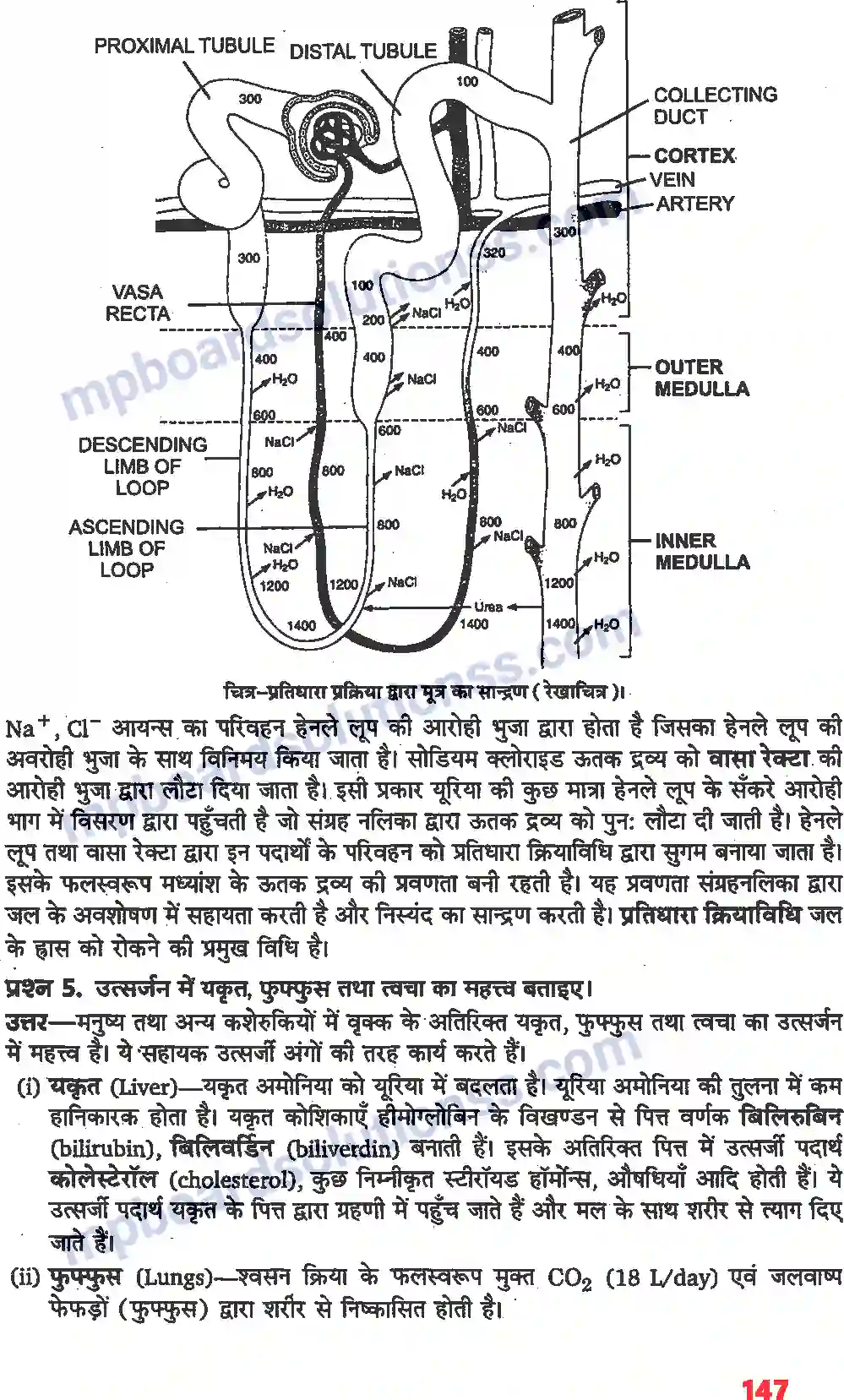 MP Board Book for Class 11 Biology उत्सर्जी उत्पाद एवं उनका निष्कासन Image 2