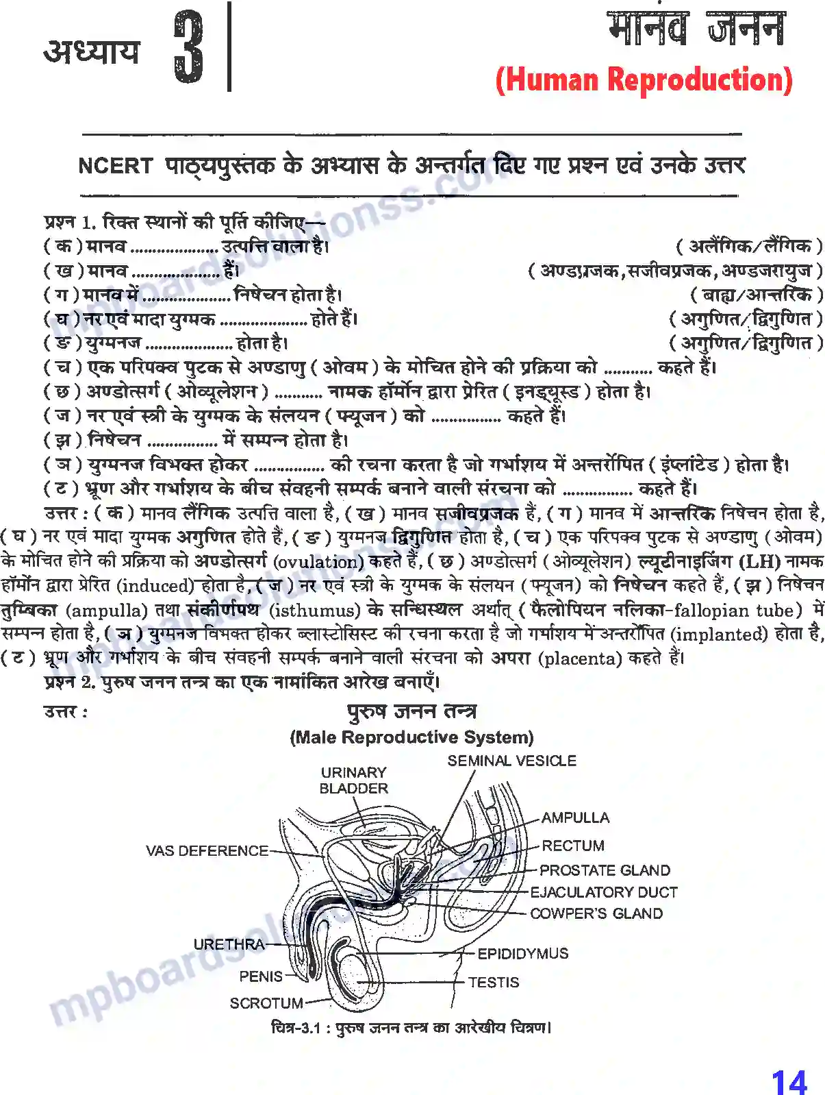 MP Board Book for Class 12 Biology मानव जनन Image 1