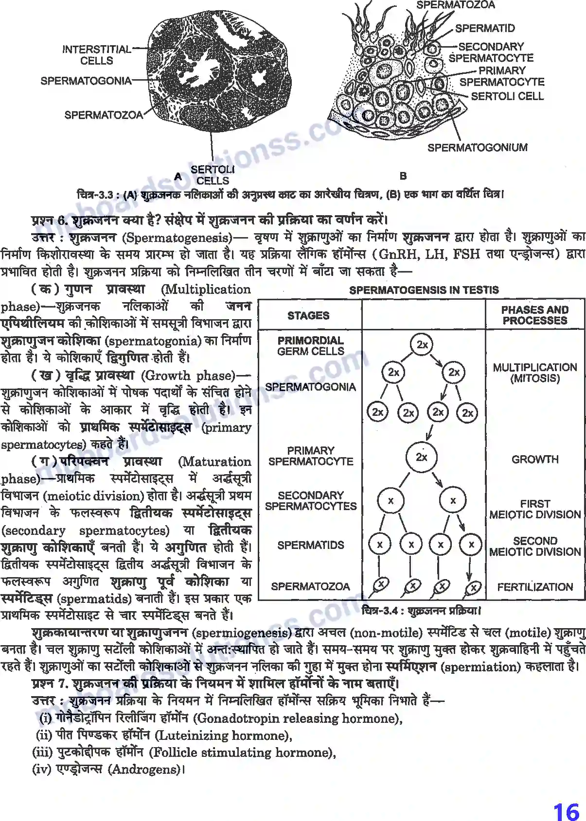 MP Board Book for Class 12 Biology मानव जनन Image 3