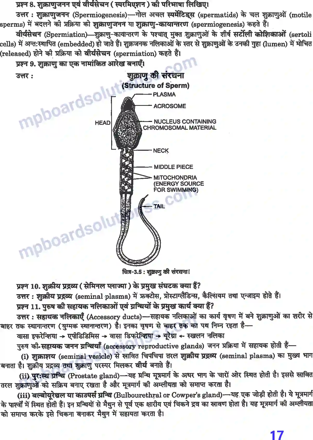 MP Board Book for Class 12 Biology मानव जनन Image 4