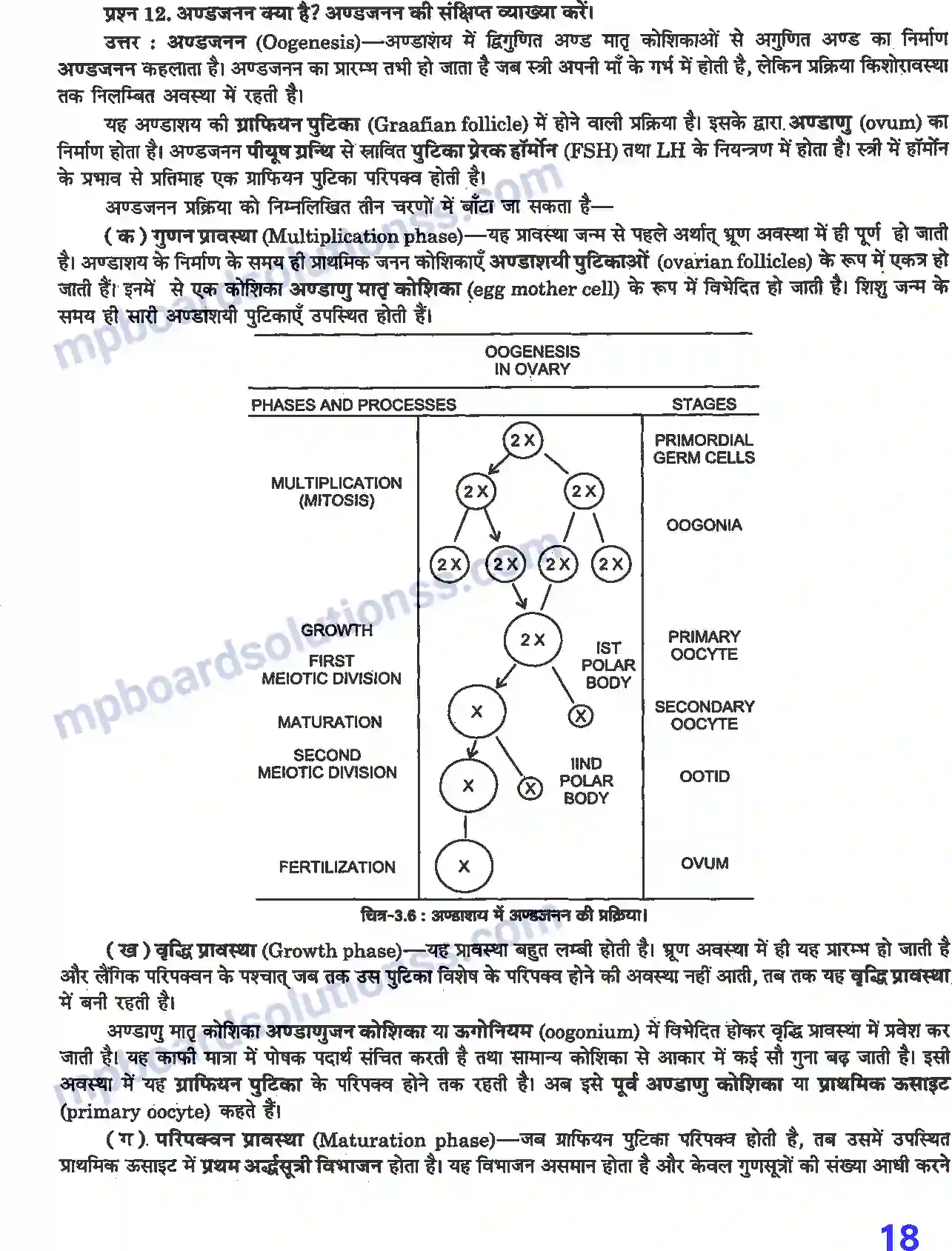 MP Board Book for Class 12 Biology मानव जनन Image 5