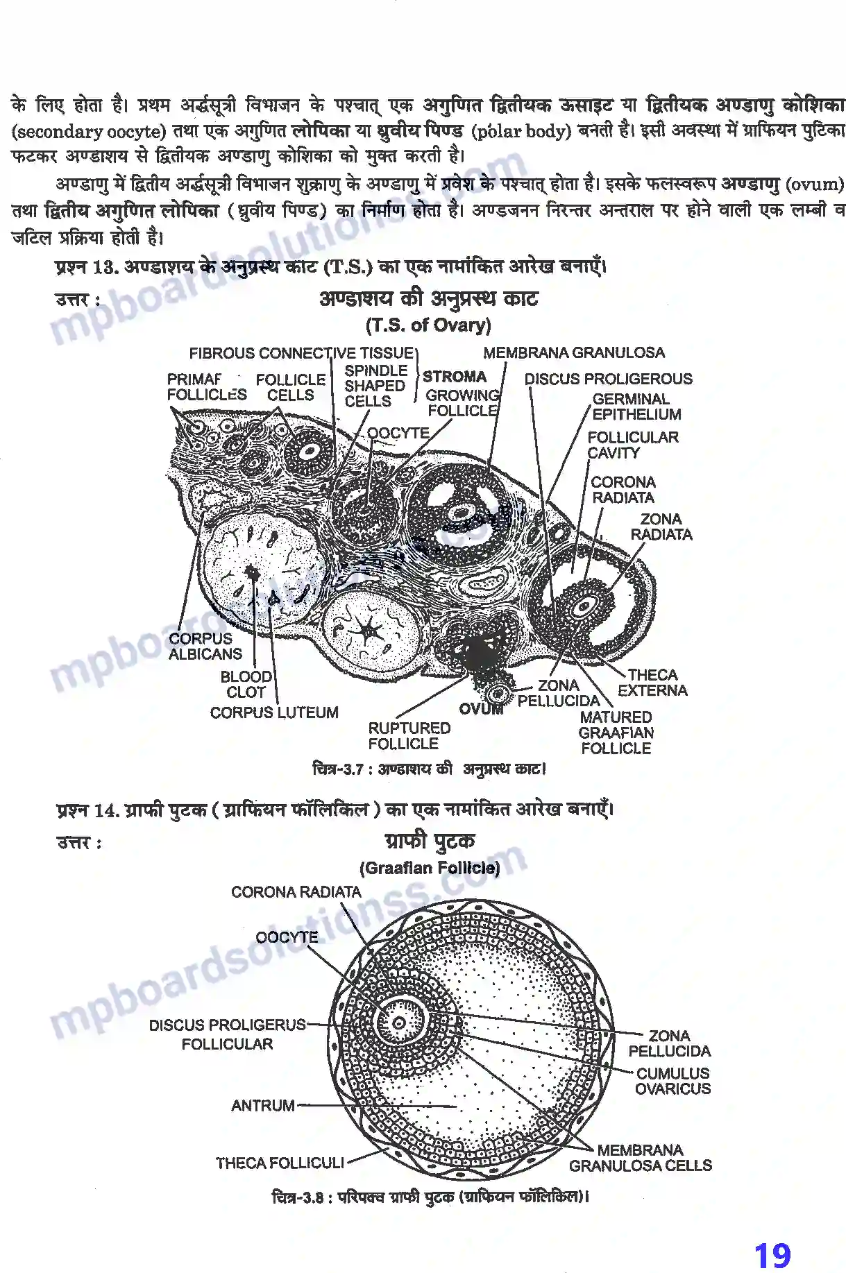 MP Board Book for Class 12 Biology मानव जनन Image 6