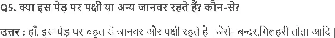 MP Board Book for Class 3 EVS पौधों की परी Image 2