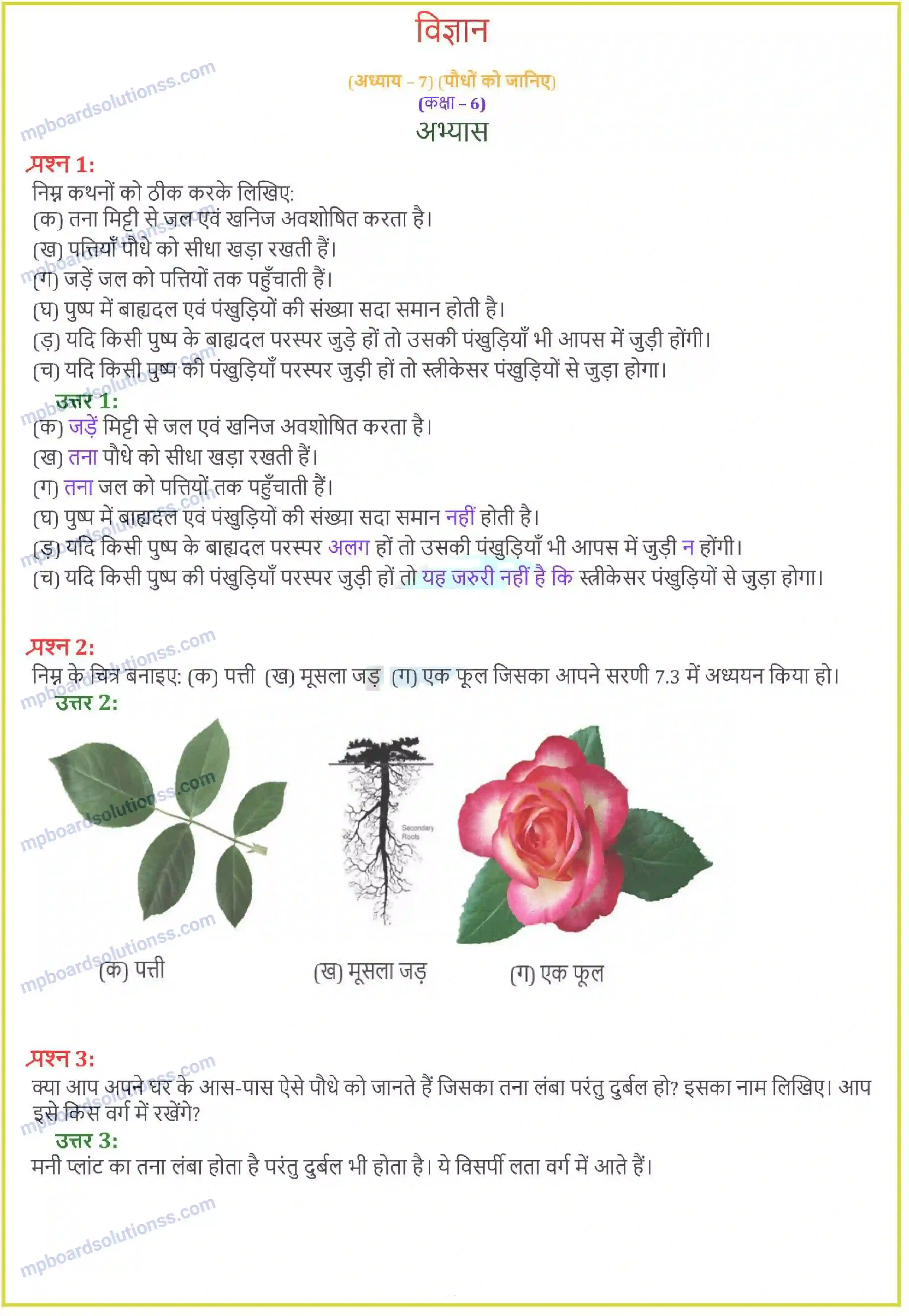 MP Board Book for Class 6 Science पौधो को जानिए Image 1