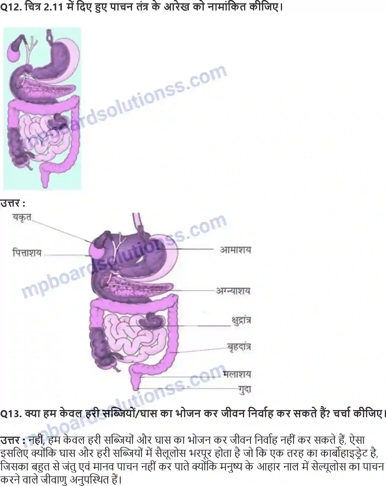 MP Board Book for Class 7 Science प्राणियों में पोषण Image 6