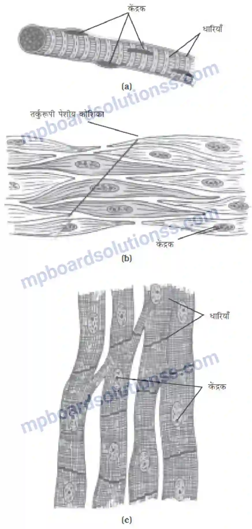 MP Board Book for Class 9 Science ऊतक Image 8